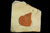 Unidentified Fossil Leaf - Montana #120854-1